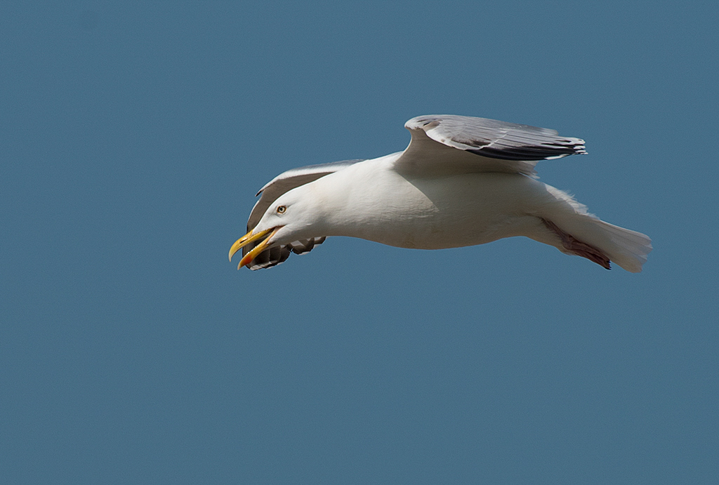 Normandie 05 - 2016_KA79212-1 Kopie.jpg - Im Flug erwischt. Dem Gesichtsausdruck nach zu urteilen , fliegt sie einem Rendezvous  entgegen.